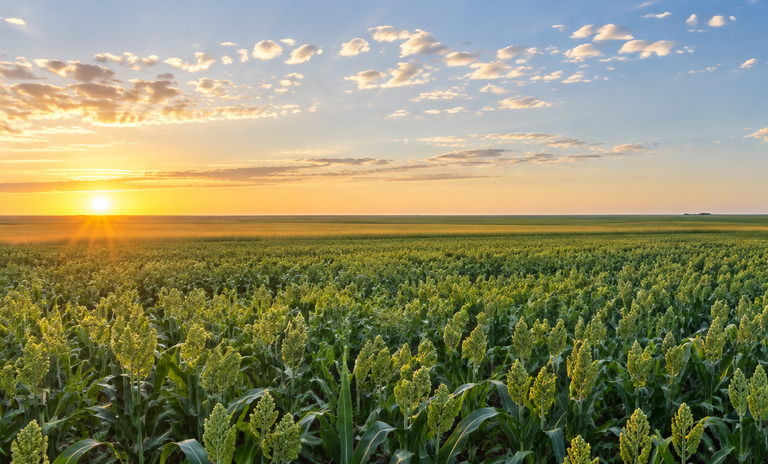 Sorghum field at sunrise near Plainview, Texas